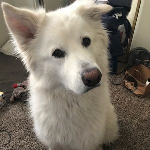 Meet your Posher, Joy